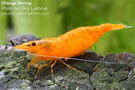 Orange Sakura Shrimp Neocaridina Davidi Var Orange Care Info