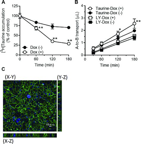 Mct Enhances Taurine Penetration Across Caco Cells A Efflux Of