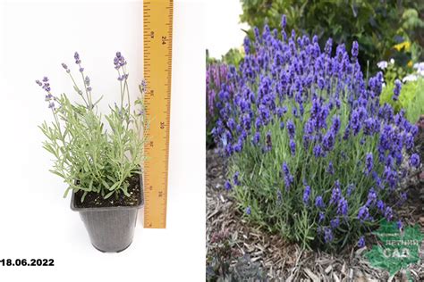 Лаванда Авигнон Эрли Блу Lavandula Angustifolia Avignon Early Blue С2