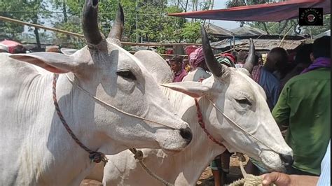 ৬৪২০২৪ ২০ মন ওজনের হরিয়ানা ইন্ডিয়ান ও ফ্রিজিয়ান জাতের বড়