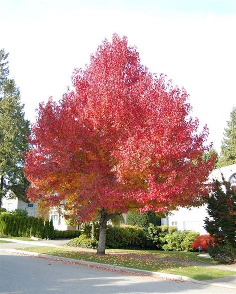 Liquid Amber Tree Sweetgum Red Gum Liquid Amber Worplesdon