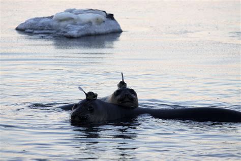 Seals Take Scientists To Antarctic Ocean Floor