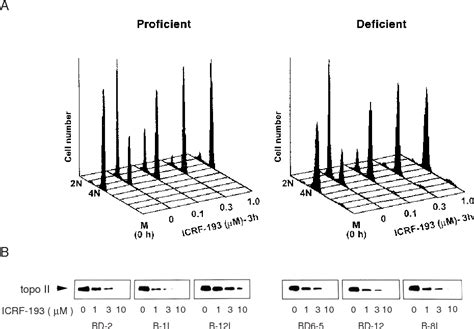 Figure From Different Susceptibilities Of Postmitotic Checkpoint