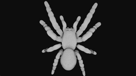 D Model Tarantula Spider Vr Ar Low Poly Rigged Cgtrader