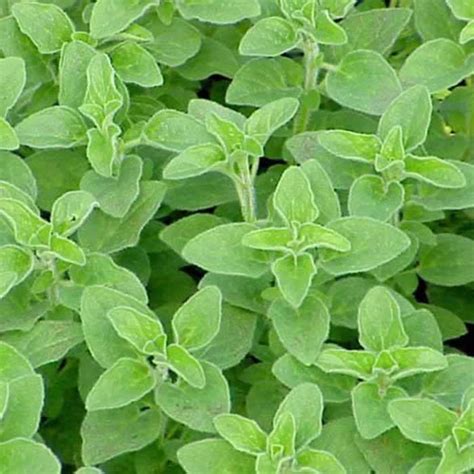 ORIGANUM Onites Plug Plants Peat Free