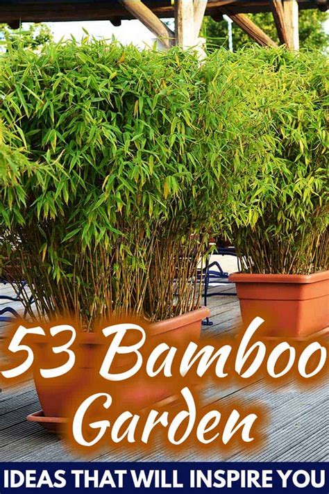 Bamboo Garden Ideas That Will Inspire You