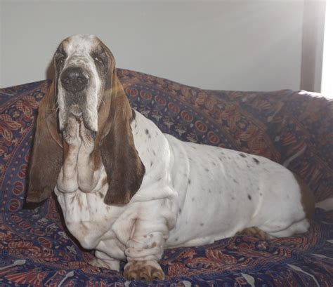 Corkey Basset Hounds