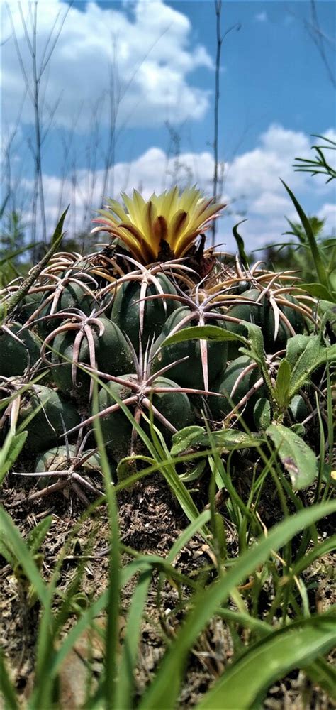 Coryphantha Elephantidens From Lagos De Moreno Jal On August 13 2023