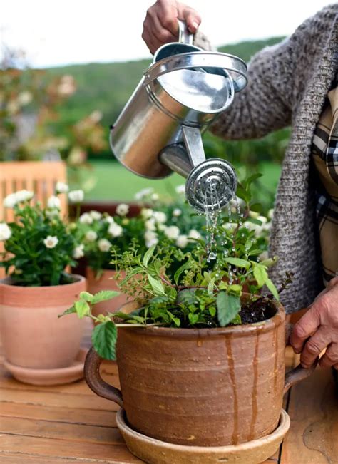 The Truth About Letting Water Sit Before Watering Plants Plant House