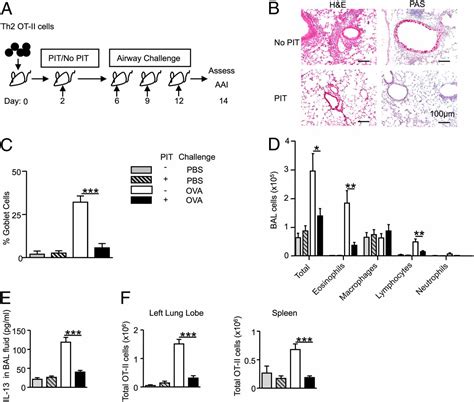 Effector And Central Memory T Helper 2 Cells Respond Differently To