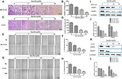 Frontiers Corrigendum Tanshinone Iia Inhibits Epithelial To