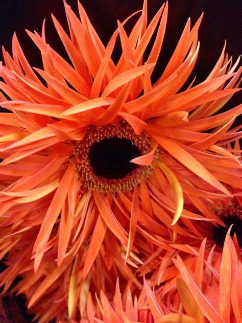 Spider Gerbera Gerbera Flower Flowers Spider Bloom Spring Plants