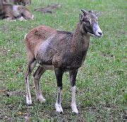 Category Mammals in Wildpark Lüneburger Heide Wikimedia Commons