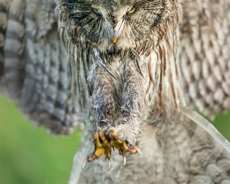 Great Gray Owl Talons