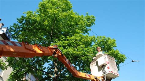 The Importance Of Professional Tree Trimming For Homeowners Nia Home