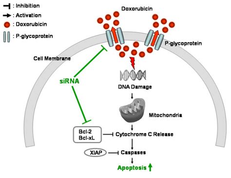 Doxorubicin Resistance Mechanisms In Chondrosarcoma Cells A Schematic