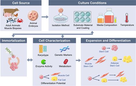 Cell Line Development Usda National Institute For Cellular Agriculture