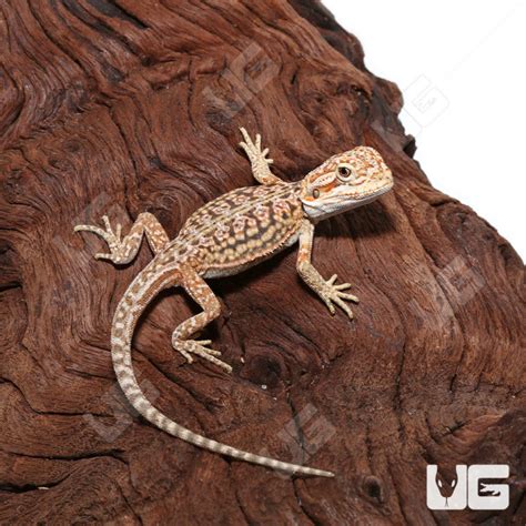 Citrus Dunner Leatherback Bearded Dragons For Sale Underground Reptiles