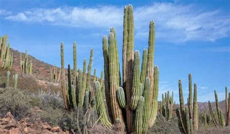 Cactus San Pedro Caracter Sticas Cuidados Y Propagaci N