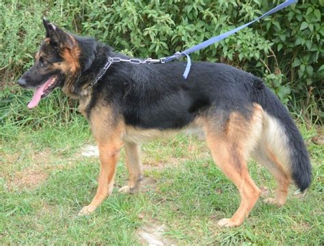 Traumhafter Sch Ferhund Mustang Er M Chte Alles Richtig Machen