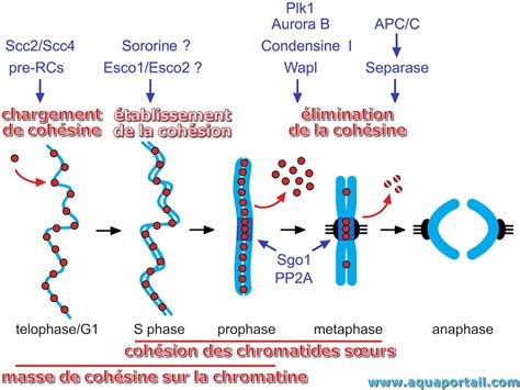 Cohésine définition et explications