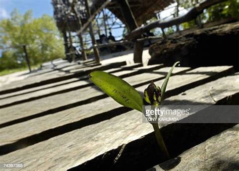 East African Mangroves Photos And Premium High Res Pictures Getty Images