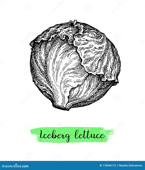 Ink Sketch Of Lettuce Iceberg Stock Vector Illustration Of Garnish