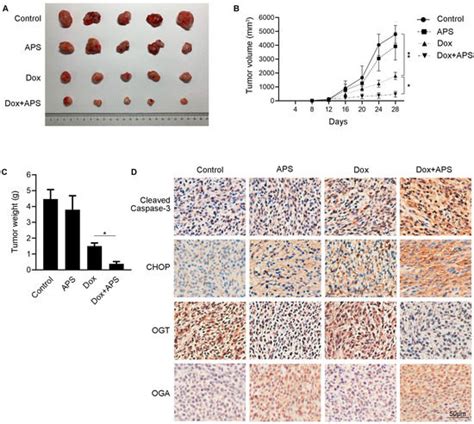 Cells Free Full Text Astragalus Polysaccharide Promotes Doxorubicin