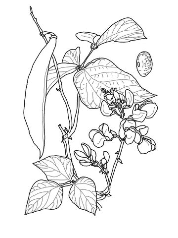 Runner Bean coloring page | SuperColoring.com