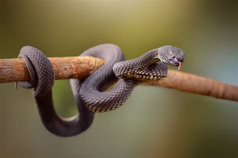 Premium Photo | Black viper or trimeresurus purpureomaculatus venomous ...