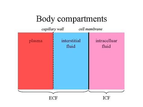 The Extracellular compartment may be broken down further into the ...