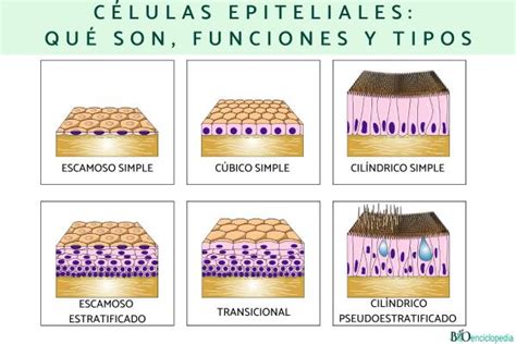 Células epiteliales qué son funciones y tipos Resumen para estudiar