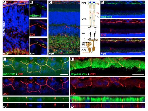 Shroom2 Myosin VIIa And ZO 1 In The Mouse Retina A F Sections Of