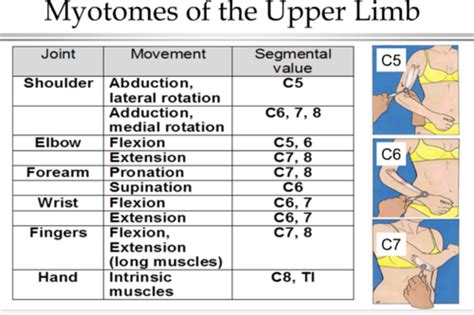 NERVE PALSIES AND TRAUMA OF THE UPPER LIMB Flashcards | Quizlet