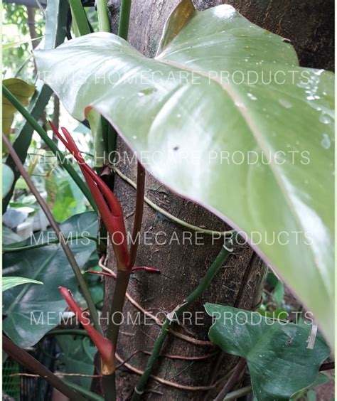 Erubescens Blushing Red Leaf Philodendron Uprooted Pot Not