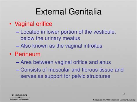 Ppt Female Reproductive System Powerpoint Presentation Free Download