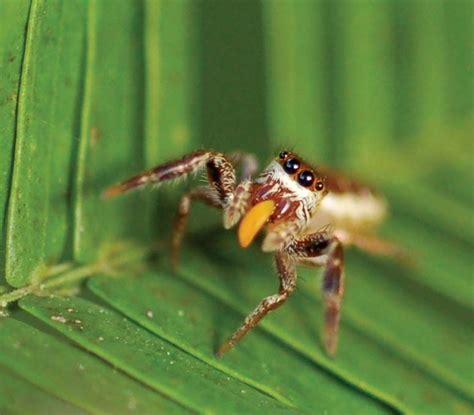 Bagheera kiplingi | Jumping Spider, Herbivore, Diet, Endangered ...