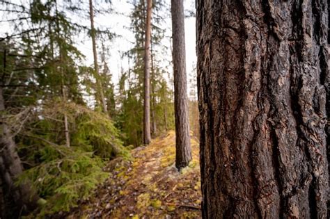 Premium Photo Close Up Of A Pine Tree Trunk In A Forest