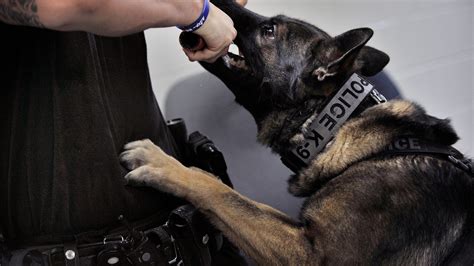 K9s give police work their all