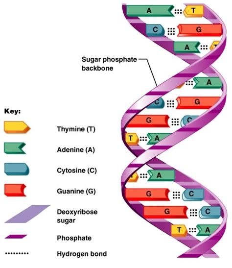 Molecular Biology: Pentose Sugar