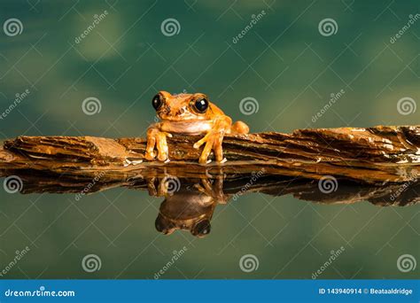 Peacock Tree Frog Leptopelis Vermiculatus. Reflections in the Water ...