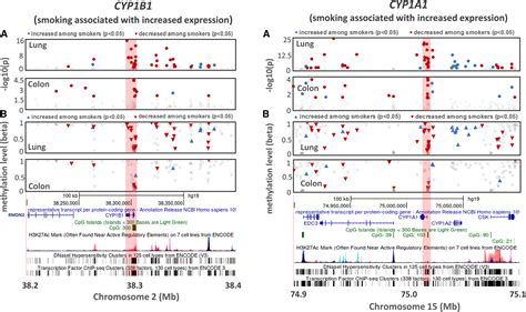 The Association Of Cigarette Smoking With Dna Methylation And Gene