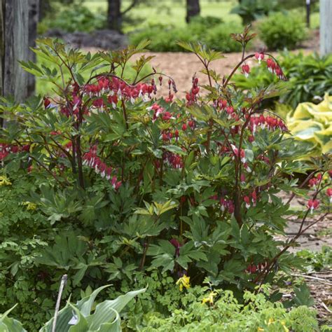 Dicentra Spectabilis VALENTINE Hordival PP22739 Perennial Resource