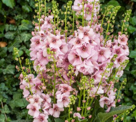 Verbascum Rosie In A Litre Pot Cade Street Nursery