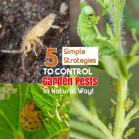 Safe And Effective Ways Of Natural Pest Control 101 Gardening Ideas