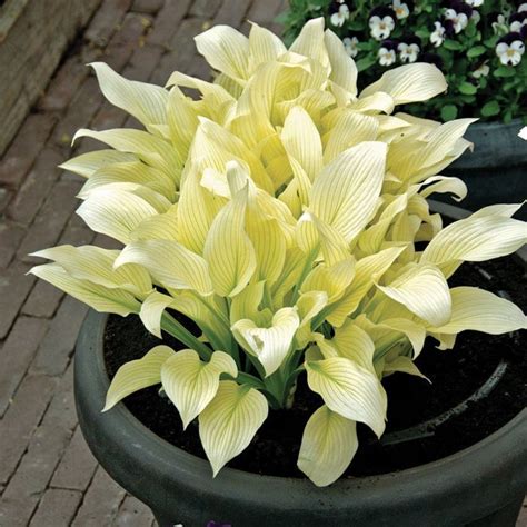 White Feather Hosta White Feather Hosta Hostas Shade Perennials