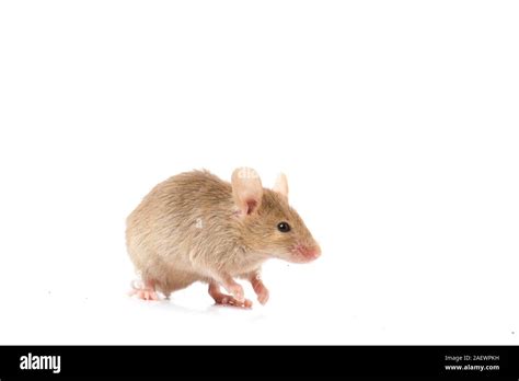 Common House Mouse Isolated On White Background Stock Photo Alamy