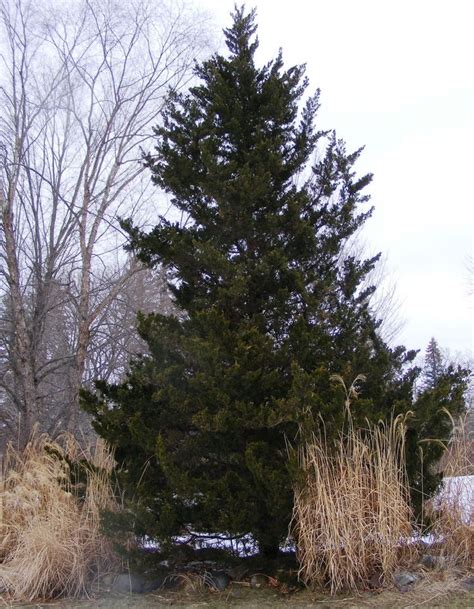 Canaertii Eastern Red Cedar Juniperus Virginiana Canaertii Many