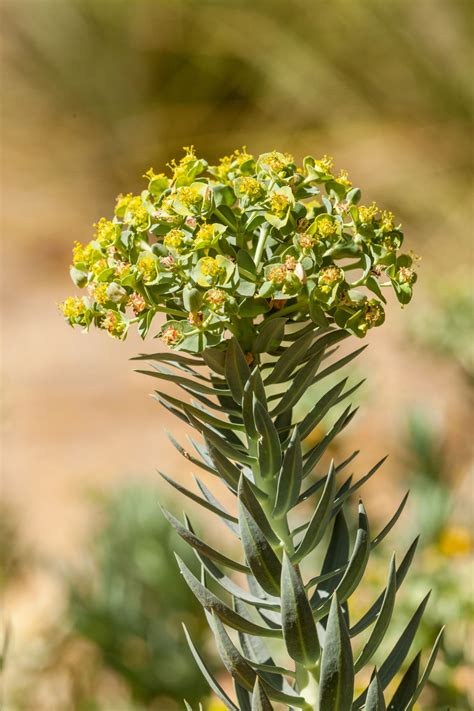 Gopher Plant Sunnylands Art Garden