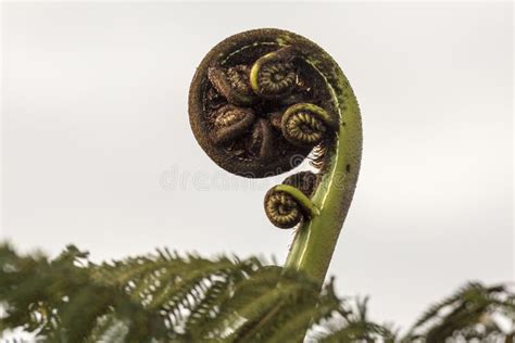 Punga Fern stock photo. Image of punga, plant, native, tree - 759494